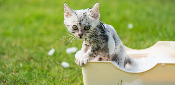 Kitten taking a bath in the garden