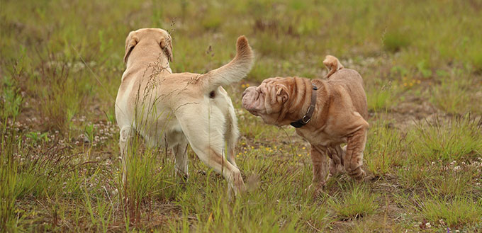Labrador and Shar pei sniffing