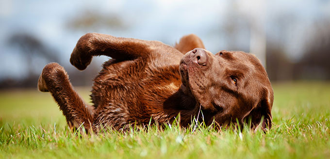 Labrador retriever dog rolling in the grass