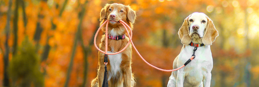 Leash Training How to Leash Train a Puppy