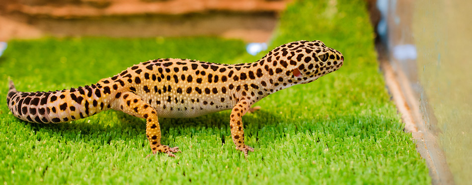 Leopard Gecko on the grass