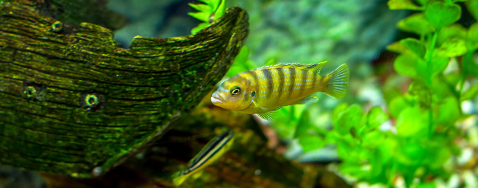 Little aquarium fish