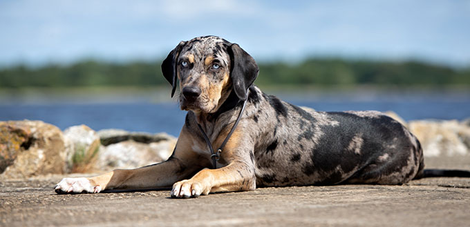 Louisiana Catahoula dog lying down on a beach