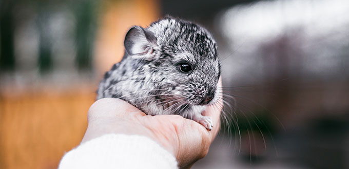 Man holding a baby chinchilla