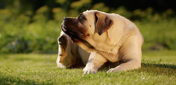 Mastiff dog scratching