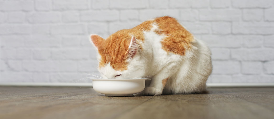 Merrick-Cat-Food-Review