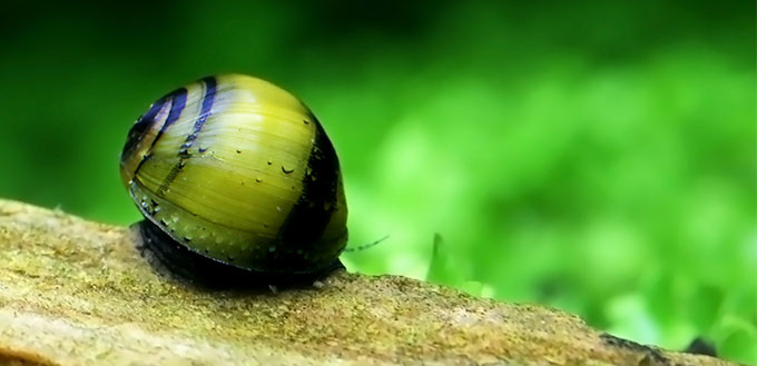 Nerite Snail