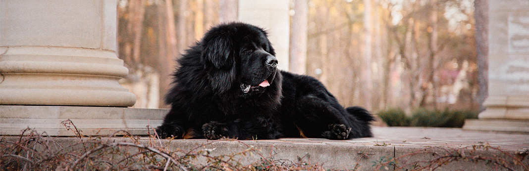 Newfoundland-Dog