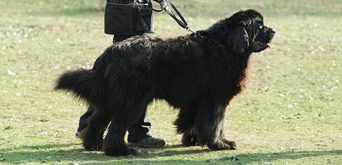 Newfoundland dog on a leash