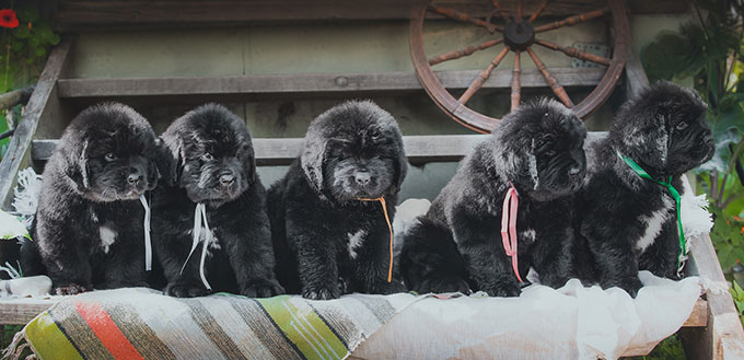 Newfoundland dog puppies