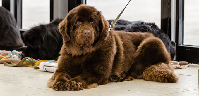 Newfoundland dog sitting