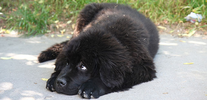 Newfoundland puppy