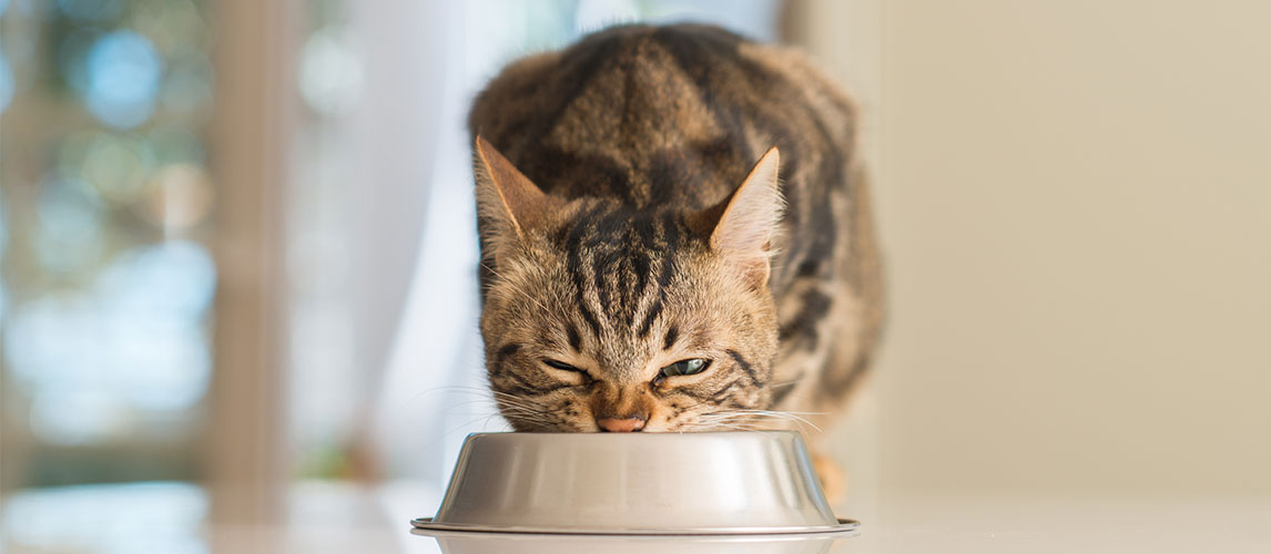 Orijen Cat Food Review | My Pet Needs That