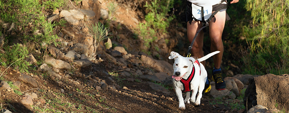 Owner and his dog running