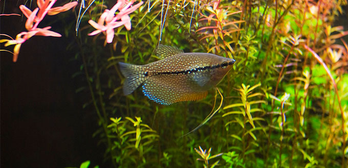 Pearl gourami fish