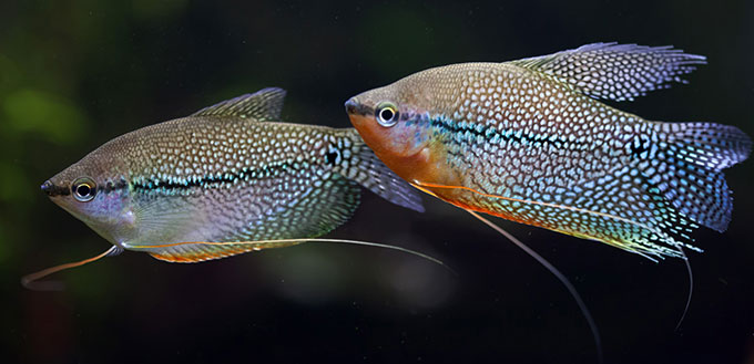 Pearl gouramis