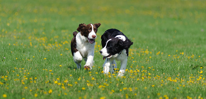 Puppies playing in the field