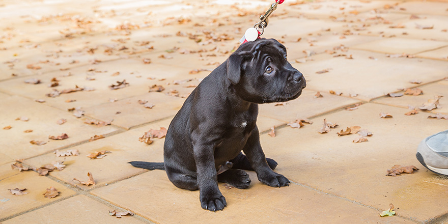 Puppy Staffordshire Bull Terrier sitting on a leash with a cute, reluctant, appealing look in his eyes, looking up the leash to the human on the end.