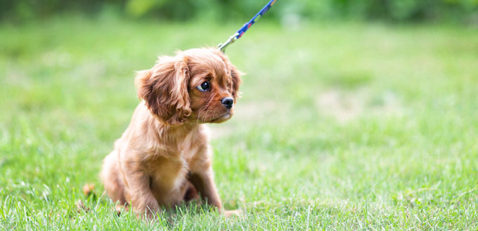 Puppy learnig to walk on the leash