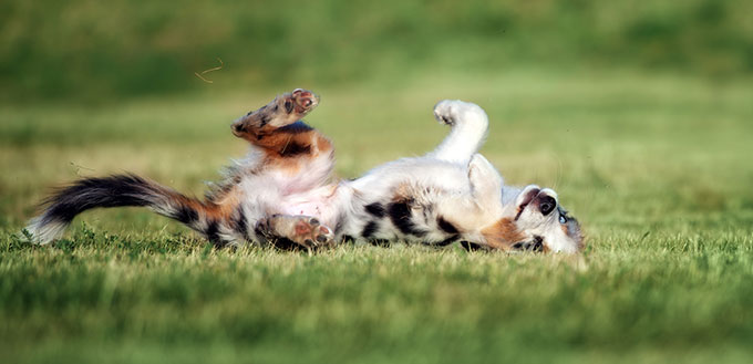 Puppy rolling on the grass
