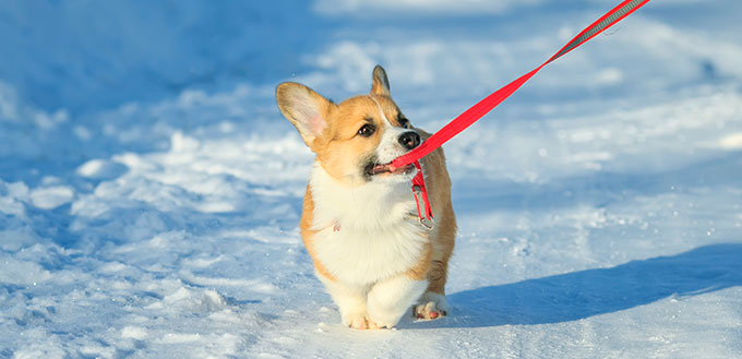 Puppy walking on snow and pulling the leash