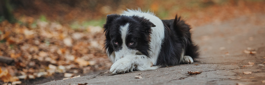 Red Eye in Dogs: What to Do When Your Dog's Eyes Are Red?