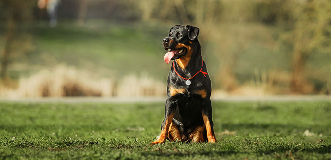 Rottweiler