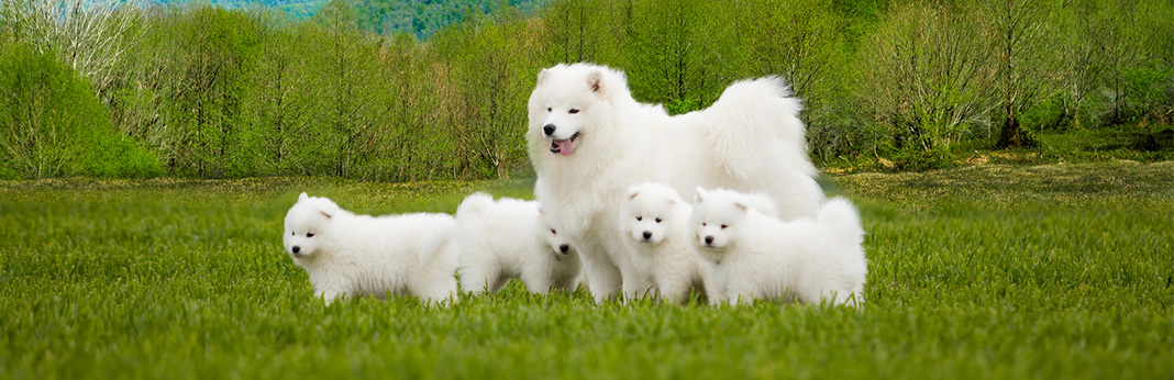 samoyed dog large breeds