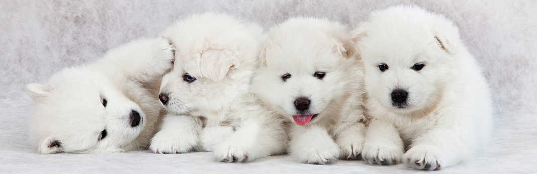 Samoyed-Puppies-for-Sale