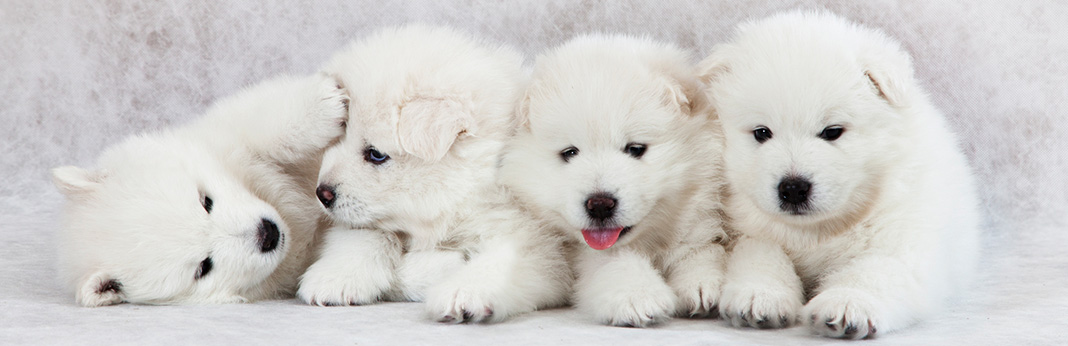 dog breed samoyed price