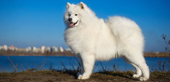 Samoyed dog breed