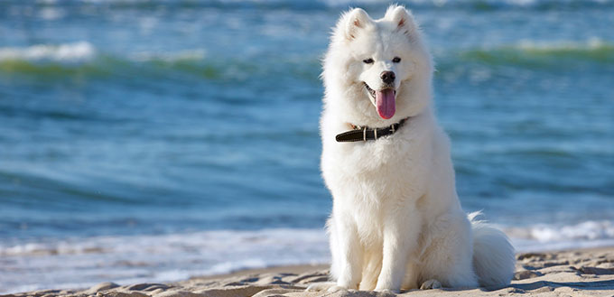 Samoyed dog sitting near the sea