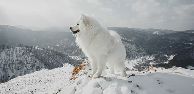 Samoyed dog standing in the snow