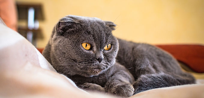 Scottish fold cat lying on the bed