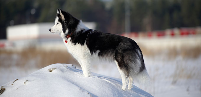 Siberian Husky