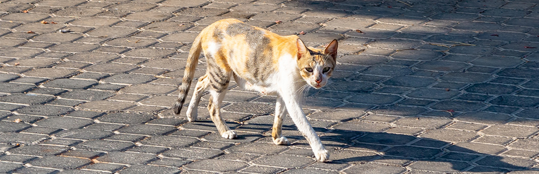 Skinny Cat: How to Fatten Up a Cat