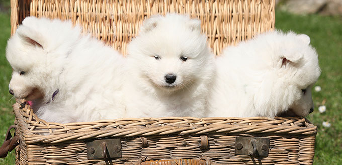 samoyed price range