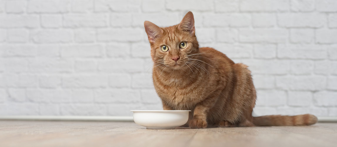 Tiki-Cat—Cat-Food-Review