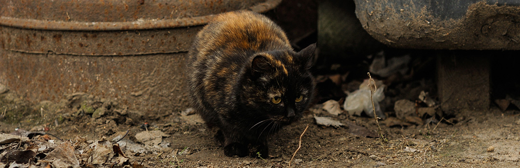 Tortoiseshell-Cat