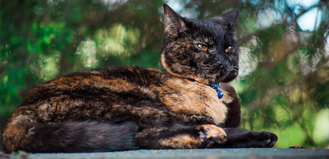 Tortoiseshell-cat-lying-on-the-wall.jpg