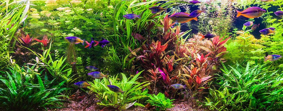 Ttropical freshwater aquarium with fishes