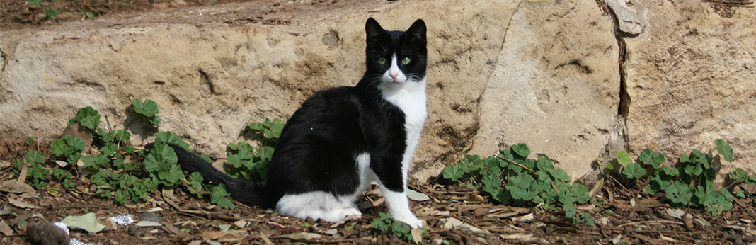 tuxedo cat harness