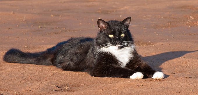 Tuxedo cat lying on the sand