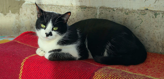 Tuxedo cat lying