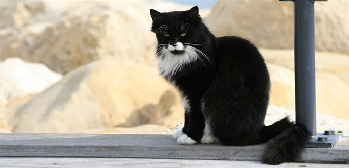 Tuxedo cat sitting on a bridge