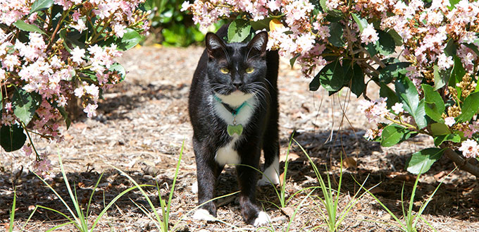 Tuxedo cat walking through the bushes