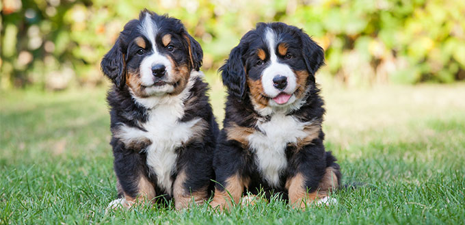 cheap bernese mountain dog puppies for sale