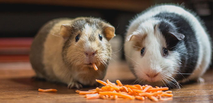 Two Guinea Pig eating