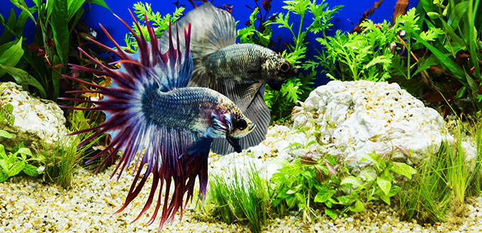 Two betta fishes