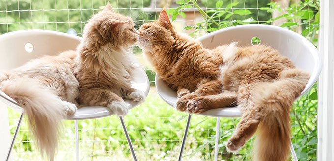 Two cats sitting on chairs